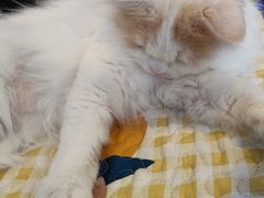 -平行世界·猫咖(首经贸店)