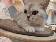-滚猫咖啡·猫咖·猫友好撸猫(未来城店)