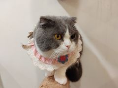 -共舞时光猫咖·狗咖(新街口店)