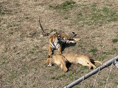 -济南野生动物世界