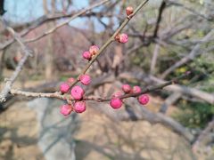 -香雪海