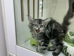 -青奢宠物·青奢猫舍