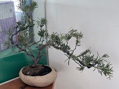 -溪岸路花鸟市场