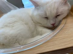 -飞行喵MR PILOT|猫舍·猫咖(静安大融城店)