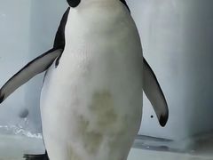 -海合安武汉极地海洋公园