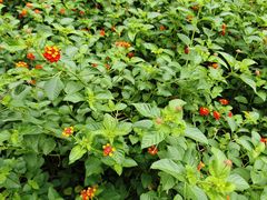 -铁山坪森林公园