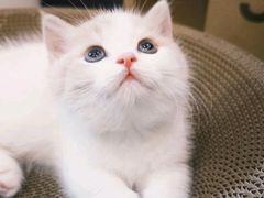 -欣宠猫屋·矮脚拿破仑·蓝金金渐层