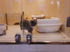 -momokira米努特·德文卷毛猫·棉花面纱犬