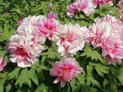 -曹州百花园