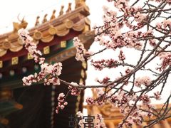 -故宫博物院(故宫)