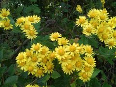 -黑金·寻焰自助百汇(中街店)