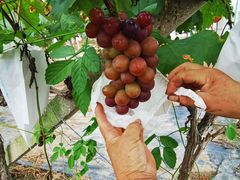 -马陆小张葡萄园农家乐