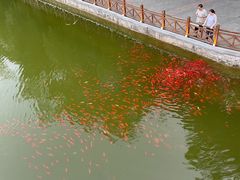-迎泽公园