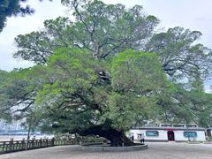 -江心屿景区