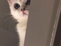 -猫大福·Fortune Cat猫舍(百子湾店)