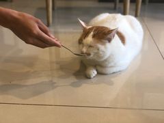 -平行世界·猫咖(首经贸店)