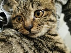 -纳吉亚猫专科动物医院·北北分院