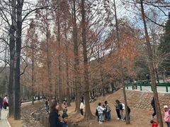 -白水寺森林公园