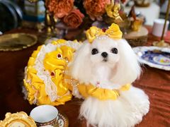 -萌宠之家·腊肠犬·马尔泰·小体犬舍