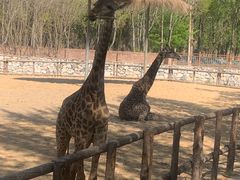 -北京野生动物园