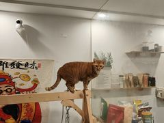 -楼上猫咖(罗湖店)