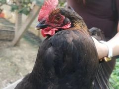 -马陆小张葡萄园农家乐