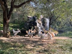 -北京野生动物园