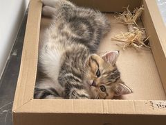 -艾贝尔宠物医院·24H转诊中心·肿瘤猫专科(江宁双龙店)
