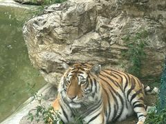 -栾川竹海野生动物园