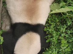 -都江堰中华大熊猫苑