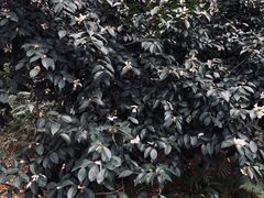 -中国科学院华南植物园