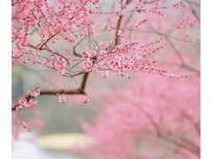 -重庆彩云湖湿地公园