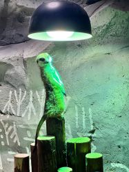 -Zoolung Zoolung动物主题公园(海信广场店)