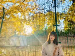 -三里屯东五街银杏大道