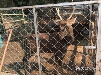 在家忙里偷闲刷个手机种草小宠物乐园
