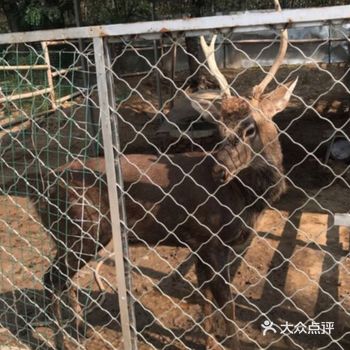 在家忙里偷闲刷个手机种草小宠物乐园