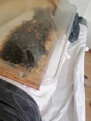 -佳医堂·小儿推拿·产后康复·脊柱养护(新华联家园店)