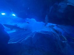 -迪拜水族馆及水下动物园