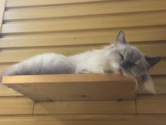 -more than meow吴止猫主题餐厅(承德 中船汇店)