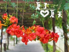 -前小桔亲子创意农场·草莓采摘·露营烧烤