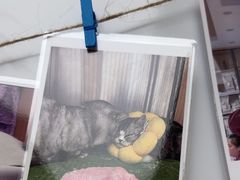 -瑞派康怡24h宠物医院·犬猫医疗中心·微创绝育(瑞景分院)