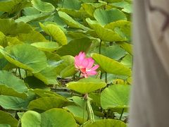-杭州湾海上花田景区