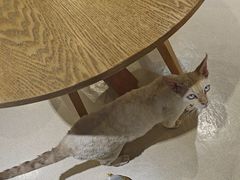 -藏猫猫咖啡主题馆(中央大道店)