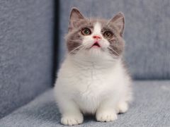 -Bastet sally猫舍购宠(静安店)