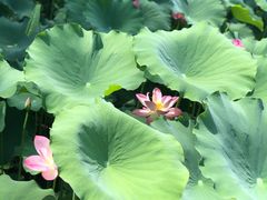 -莲花池公园