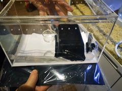 -酷以爬仙阁实体爬宠店·守宫·蜥蜴·专业繁育