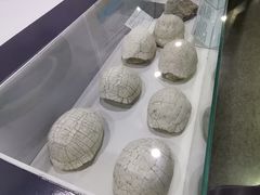 -中国第四纪冰川遗迹陈列馆