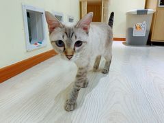 麻花-猫和宫(六道口店)