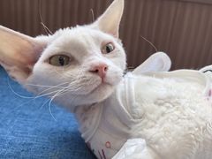 -芭比堂动物医院·犬猫全科·异宠专科(雁塔分院)