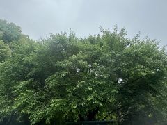 -水丰路鸡蛋饼